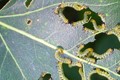 Sawfly larvae on poplar leaves
